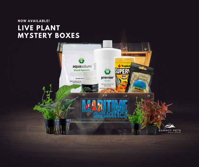 Planted Mystery Box
