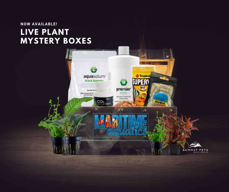 Planted Mystery Box