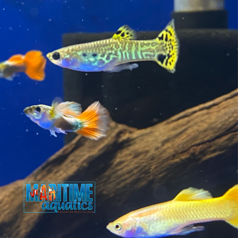Guppy Fancy Assorted Male