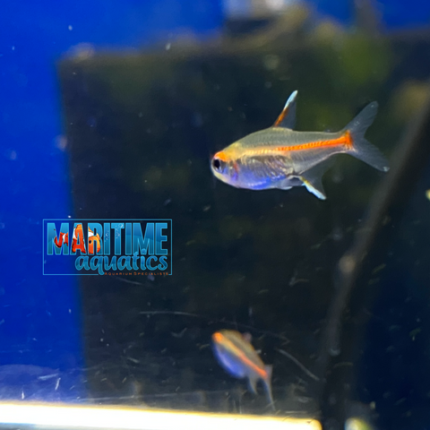 Tetra Glowlight (Hemigrammus erythrozonus)