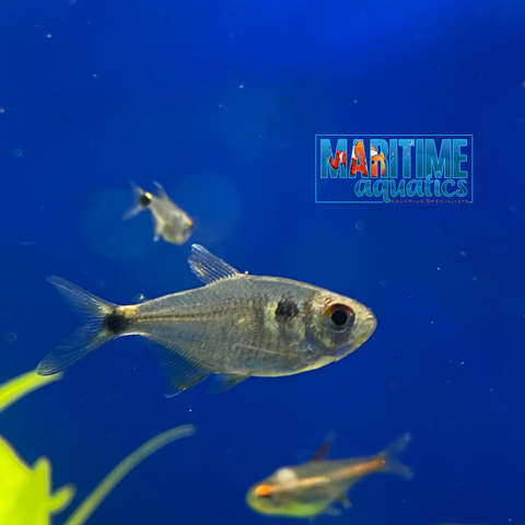 Tetra Head & Tail Light (Hemigrammus ocellifer)
