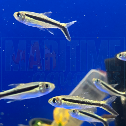 Tetra Penguin (Thayeria boehlkei)