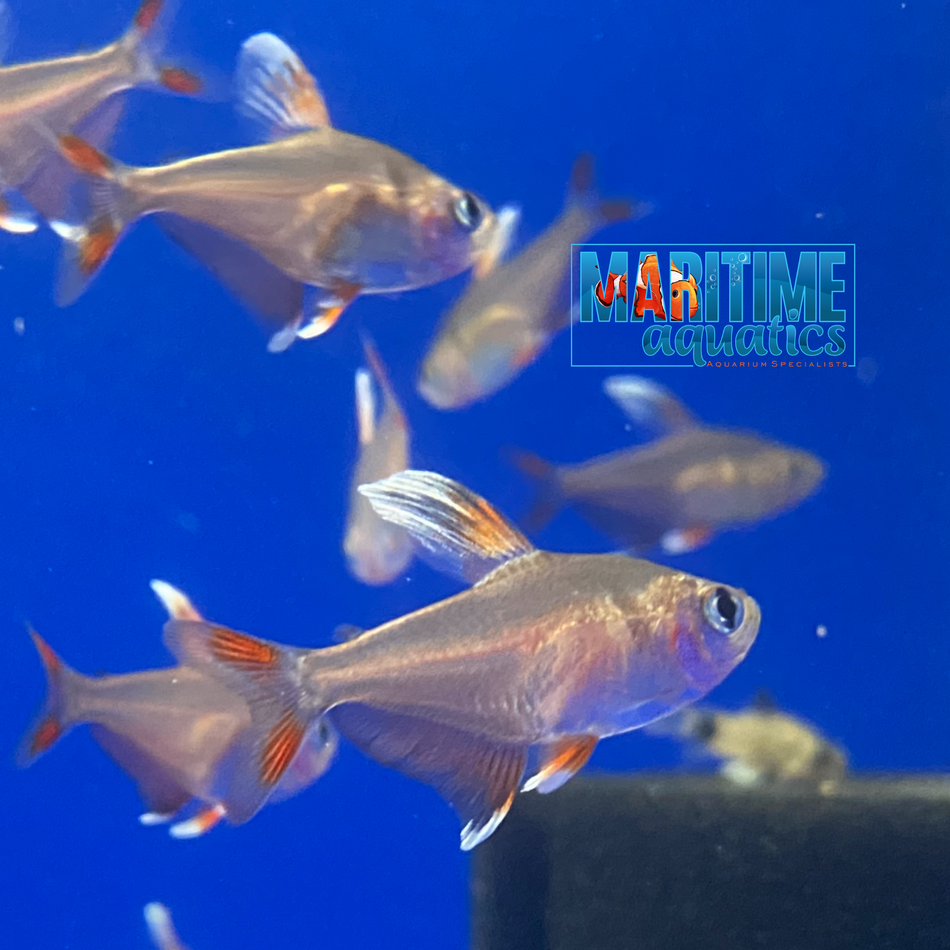 Tetra Rosy (Hyphessobrycon rosaceus)