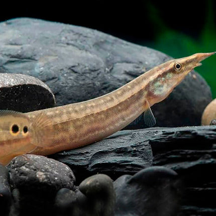 Spotted Spiny Eel (Macrognathus siamensis)