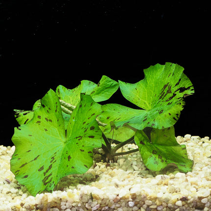 Nymphaea 'Tiger lotus green' - Potted