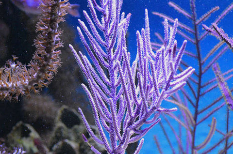 Gorgonian Purple Plume