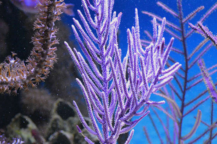 Gorgonian Purple Plume