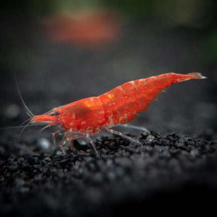 Shrimp Red Cherry (Neocaridina sp.)