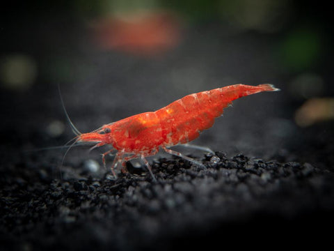 Shrimp Red Cherry (Neocaridina sp.)