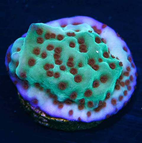 Jedi Mind Trick Montipora Frag