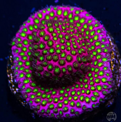 Electric Daisy Stylocoeniella Frag