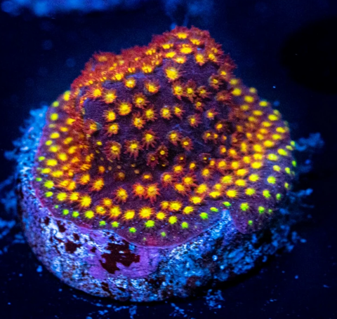 Space Jam Stylocoeniella Frag