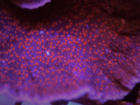 Purple Cap with Red Polyp Montipora Frag