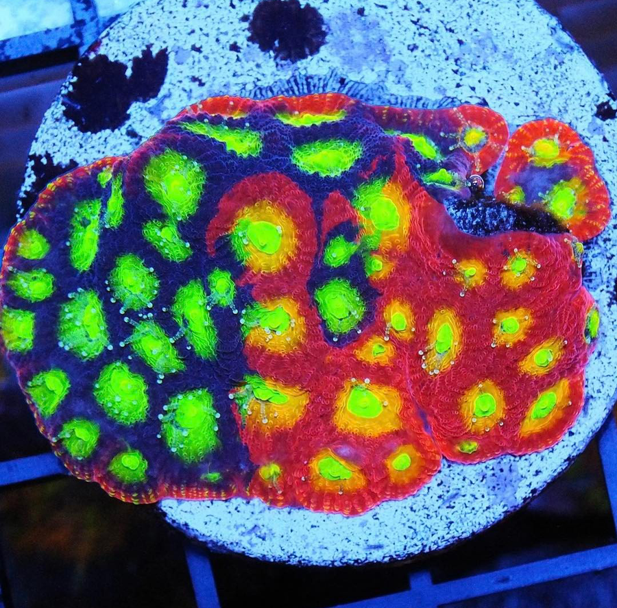 Mighty Max Grafted Favia