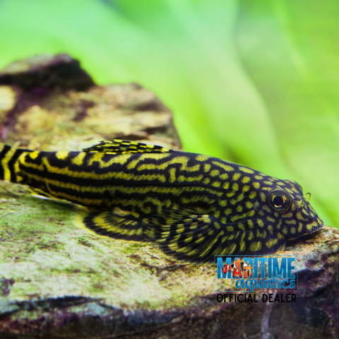 Loach Gold Ring Butterfly (Hillstream) (Sewellia lineolata)