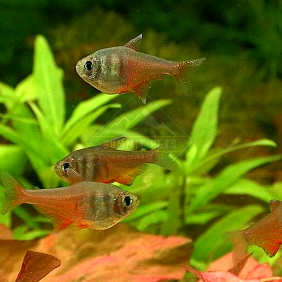 Tetra Flame (Hyphessobrycon flammeus)