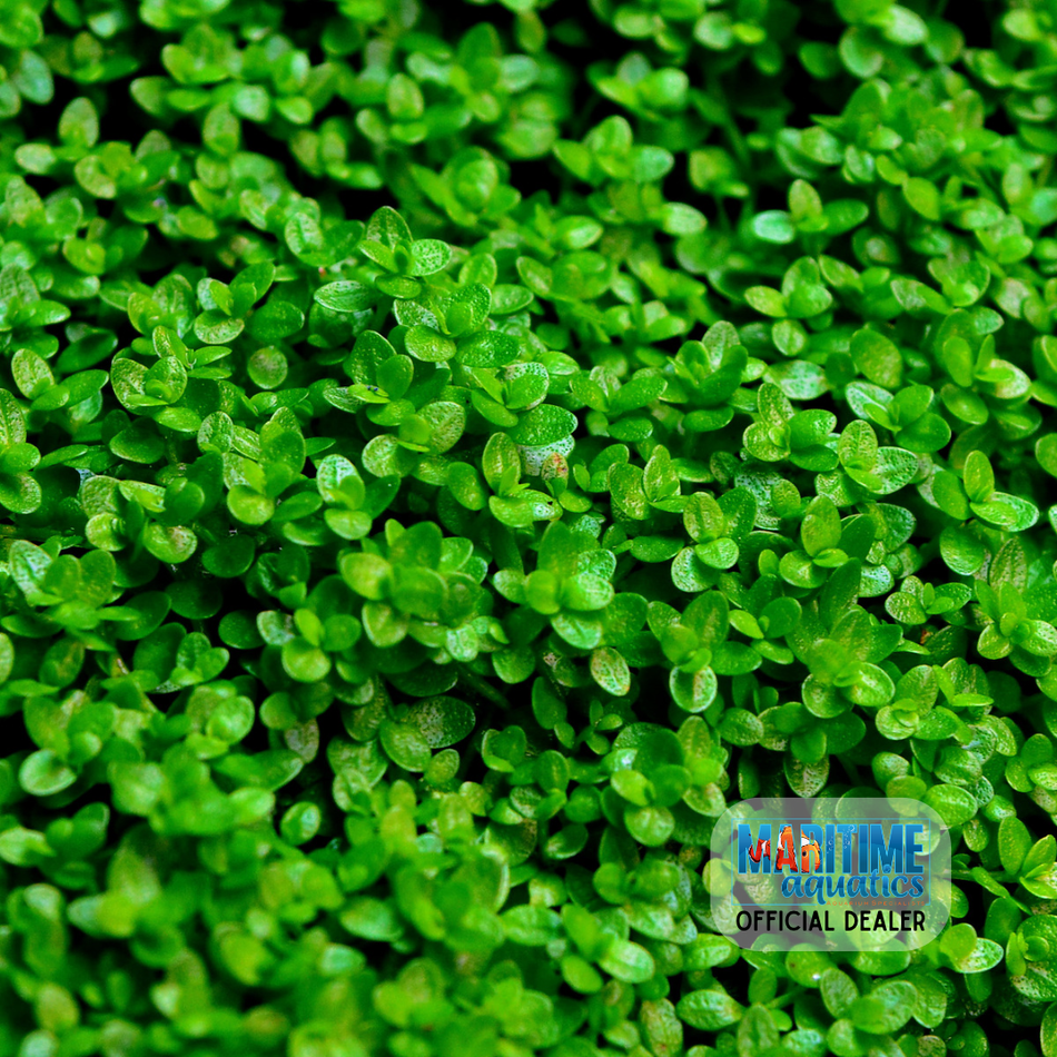 Tissue Culture Hemianthus callitrichoides 'Cuba'
