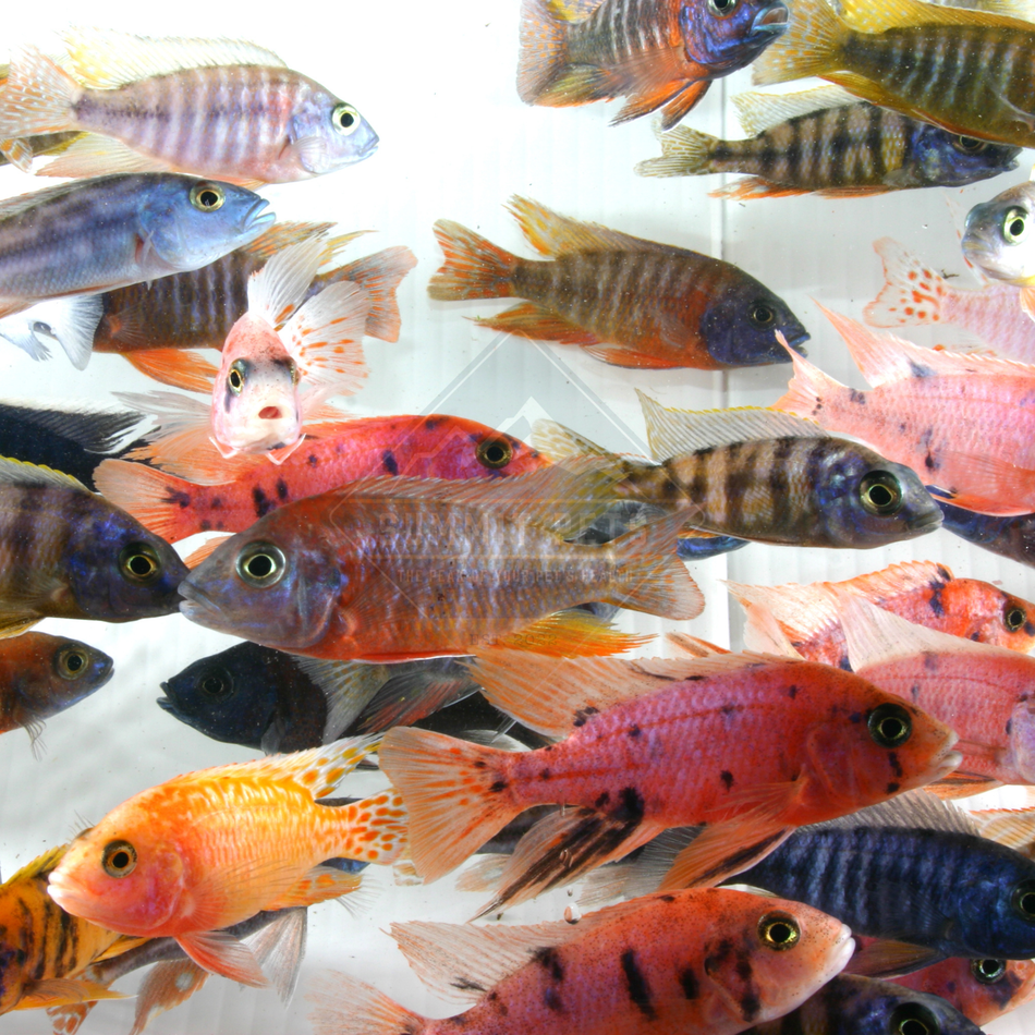 Cichlid Assorted African - Large