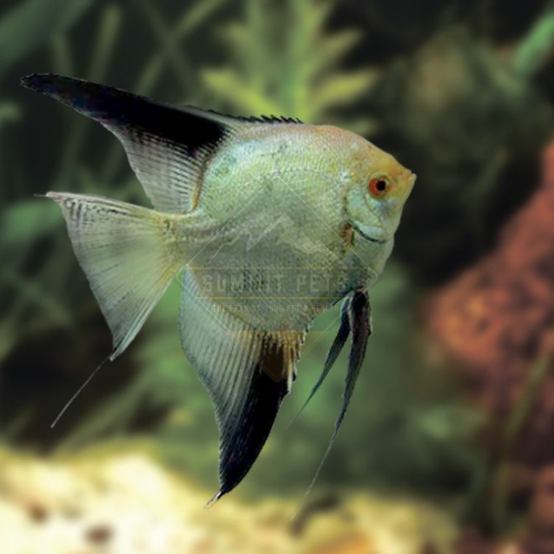 Angelfish Bulgarian (Pterophyllum scalare)