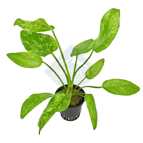 Echinodorus cordifolius 'Tropica Marble Queen' (Terracotta Pot)