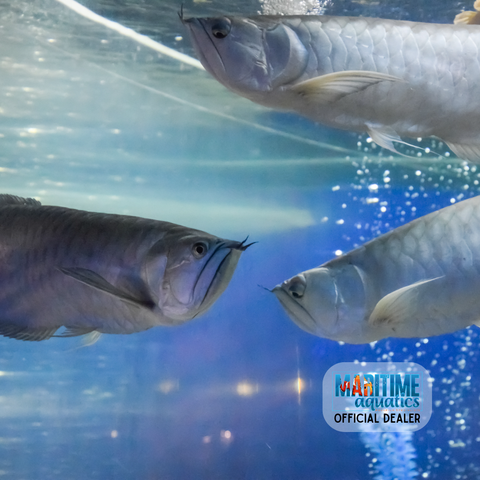 Arowana Silver (Osteoglossum bicirrhosum)