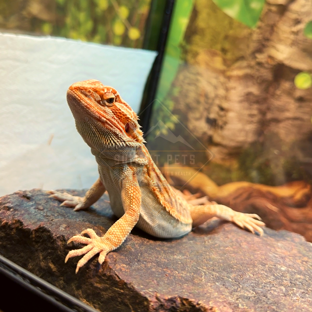 Bearded outlet dragon products
