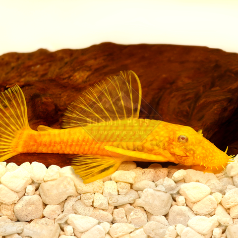Pleco Super Red Longfin Bristlenose (Ancistrus sp.)