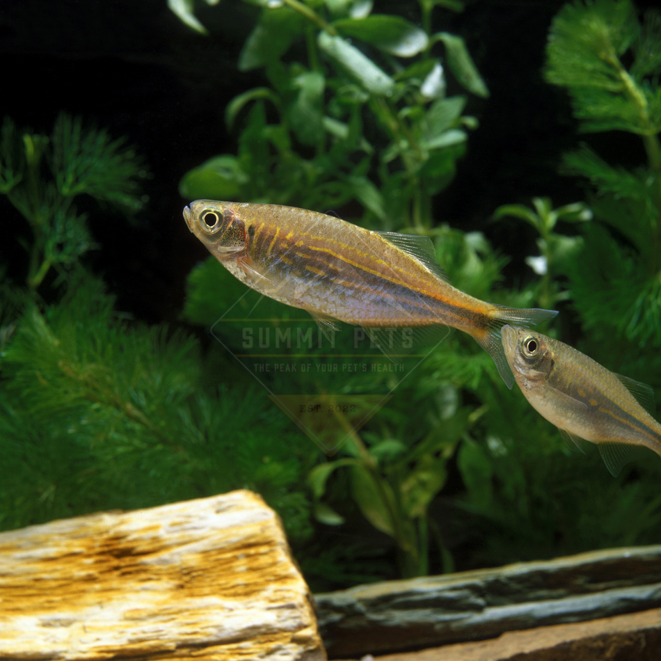 Danio Giant (Devario aequipinnatus)