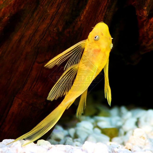Pleco Golden Blue Eye Bristlenose (Ancistrus sp.)