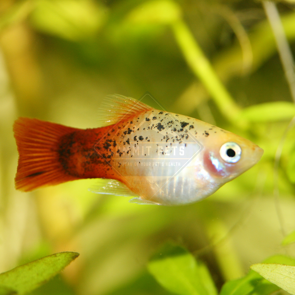 Platy Assorted (Xiphophorus maculatus)