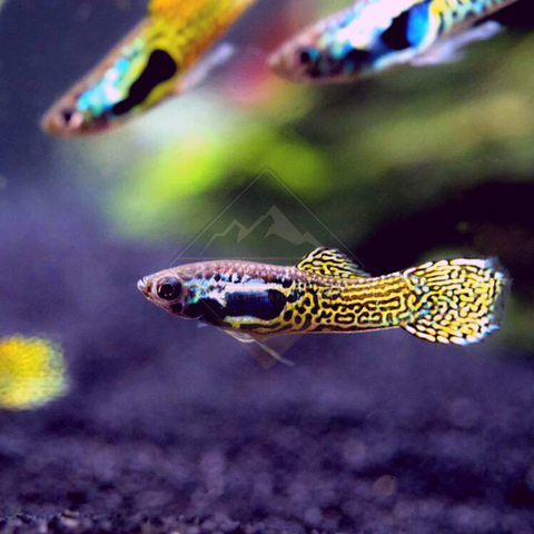 Endler Green Cobra (Poecilia sp.)