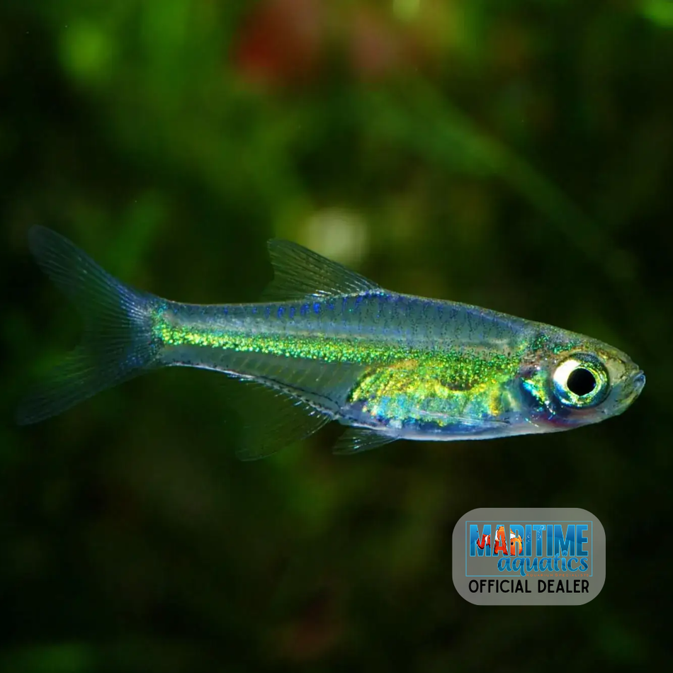 Rasbora Neon Green (Microrasbora kubotai)