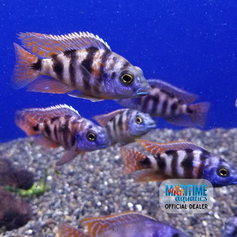 Cichlid Milomo (Placidochromis milomo)