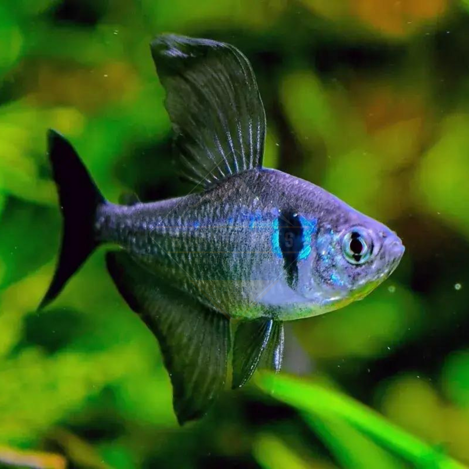 Tetra Black Phantom (Hyphessobrycon megalopterus)