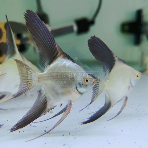Angelfish Bulgarian (Pterophyllum scalare)