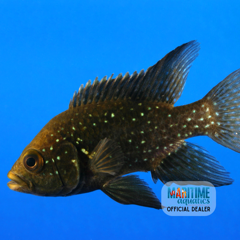 Cichlid Black Diamond (Paratilapia polleni)