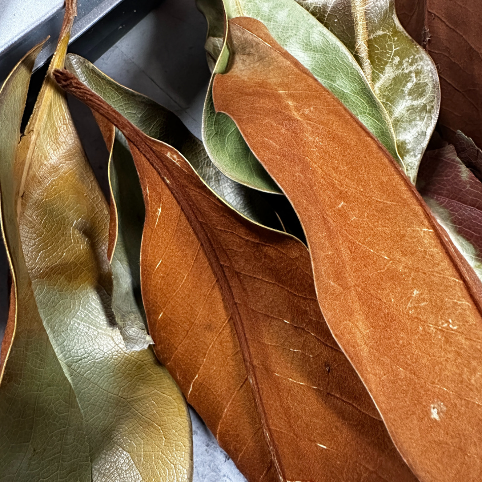 Maritime Aquatics Magnolia Leaves - Small