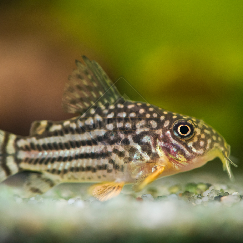 Corydoras Sterbai (Corydoras sterbai)