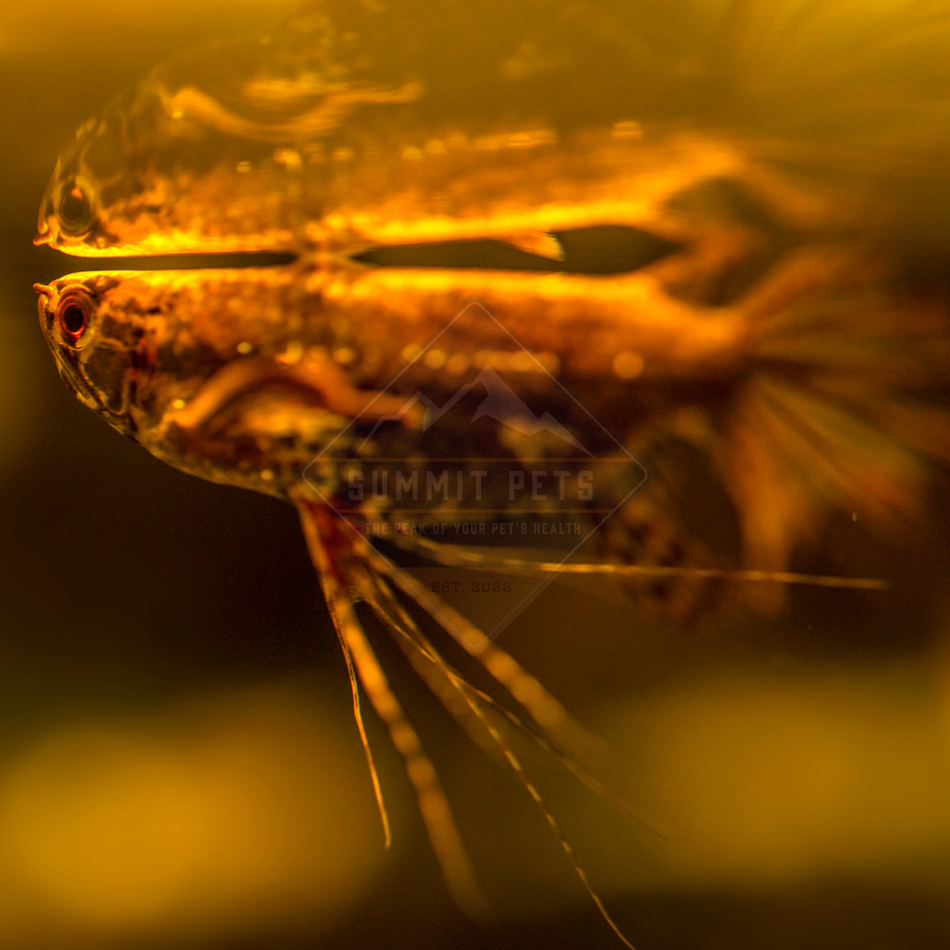 African Butterflyfish (Pantodon buchholzi)