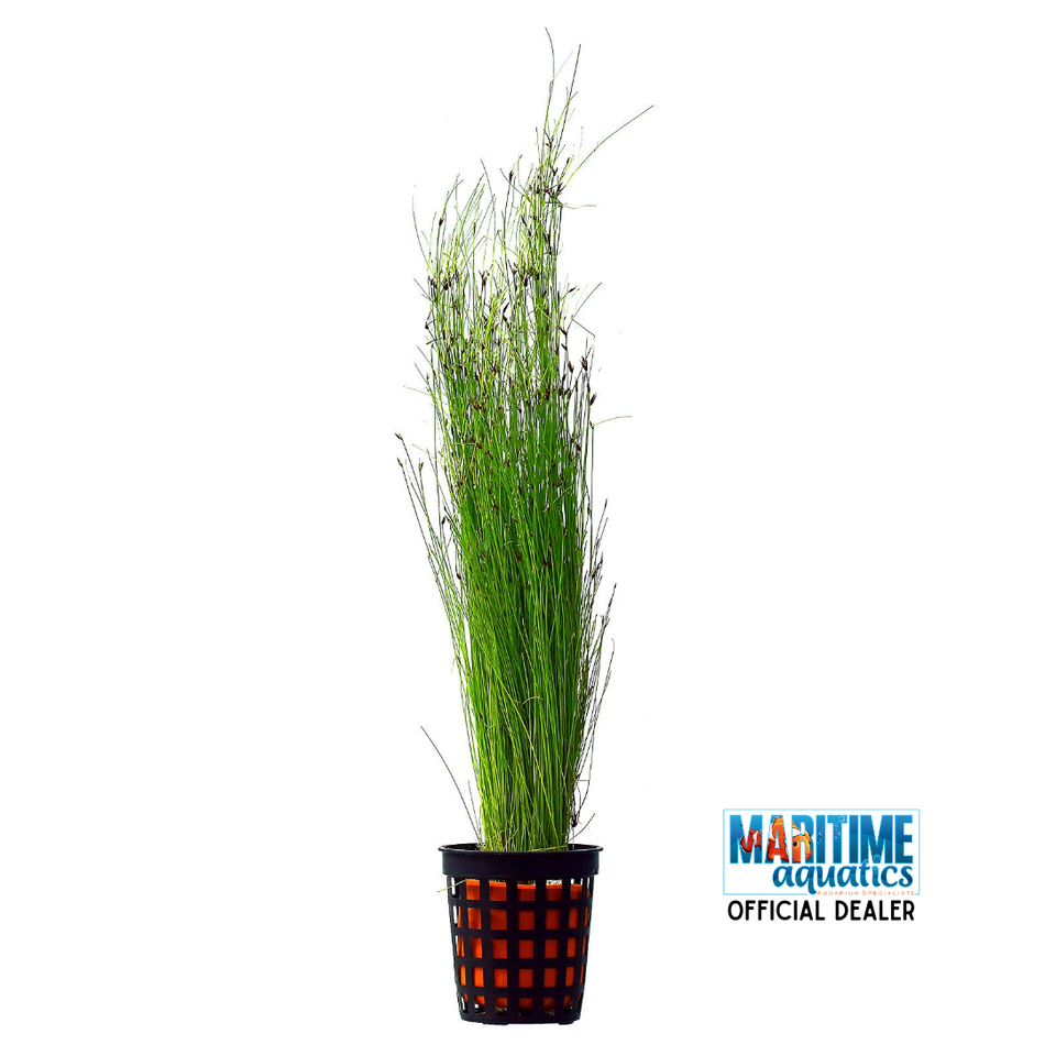 Umbrella Hairgrass (Eleocharis vivipara)