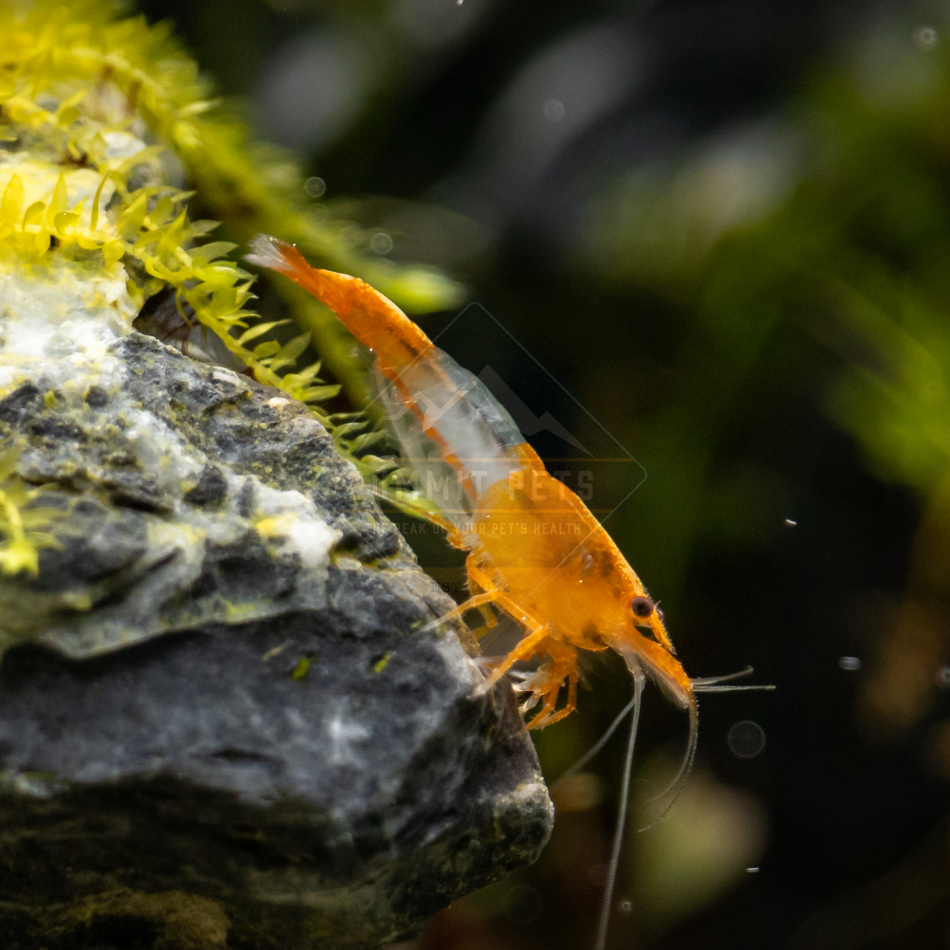 Shrimp Orange Rili (Neocaridina sp.)