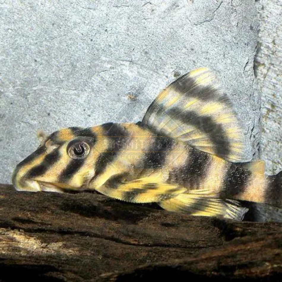 Pleco Candy Stripe L-015 (Peckoltia vittata)