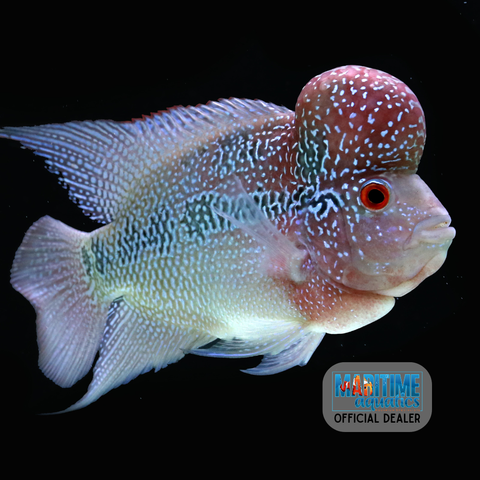 Flowerhorn - LOCALLY BRED