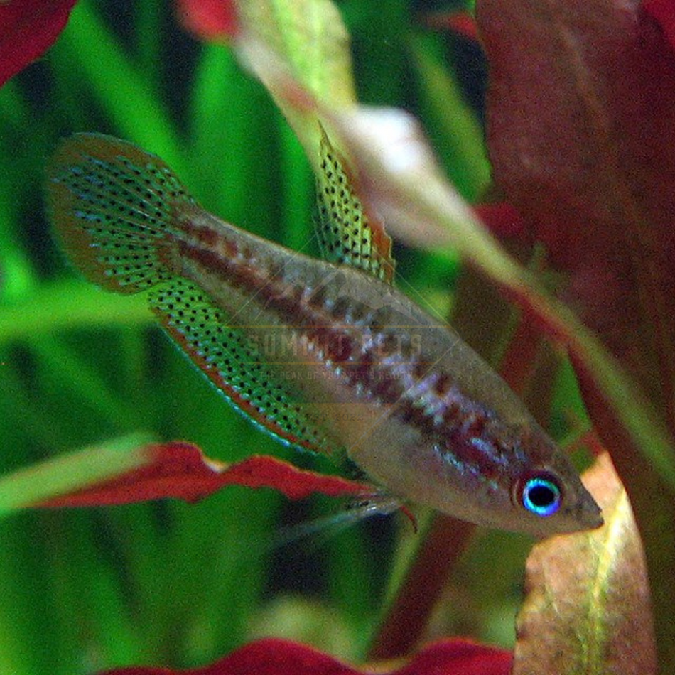 Gourami Sparkling Pygmy (Trichopsis pumila)