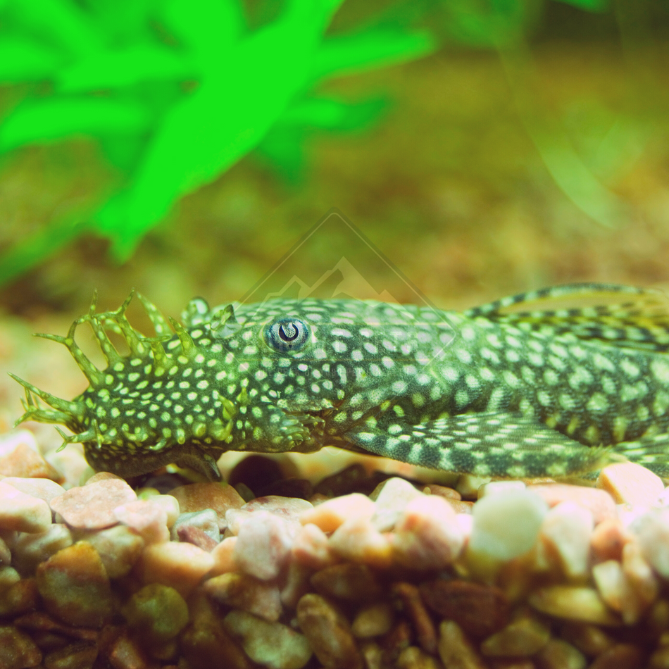 Pleco Spotted Bristlenose (Ancistrus sp.)