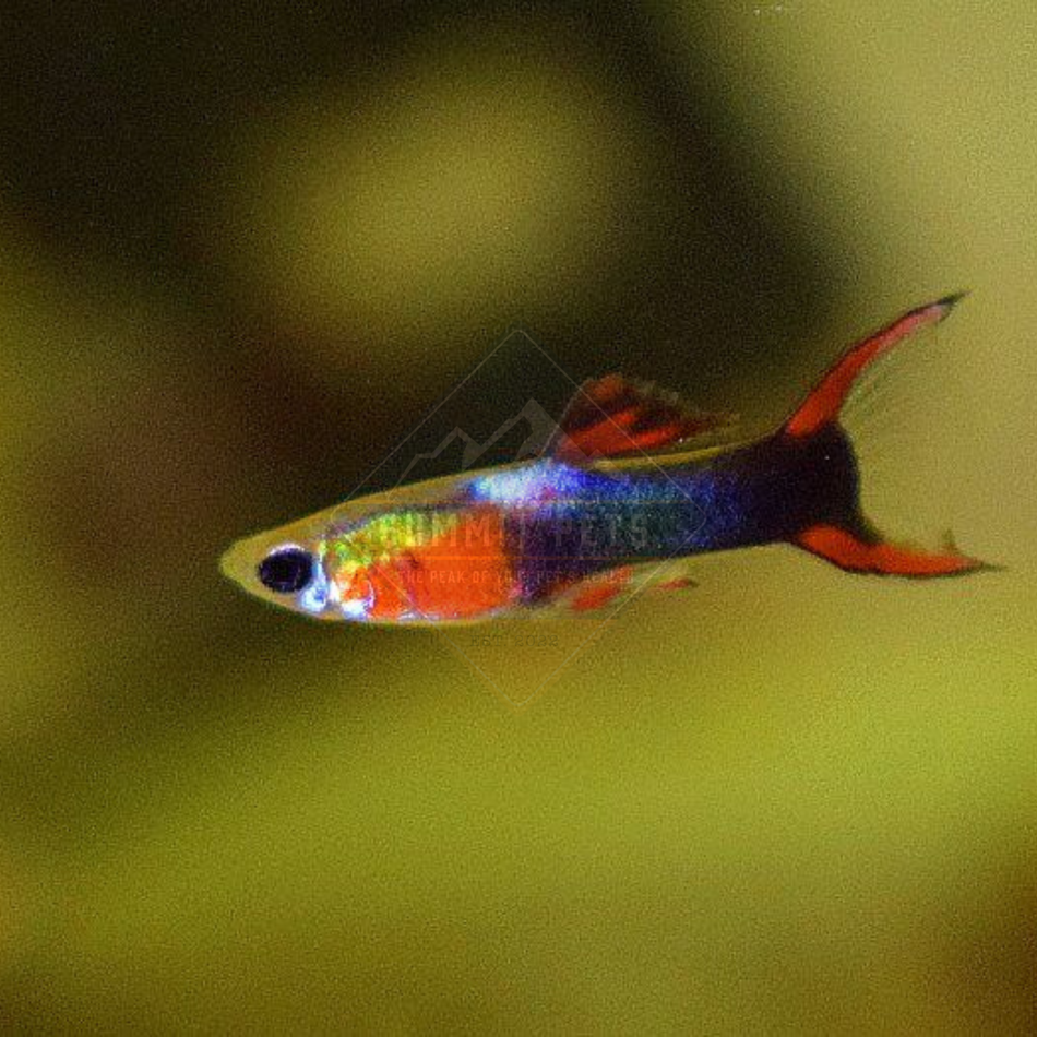Guppy Tuxedo Endler's (Poecilia sp. cf. wingei)