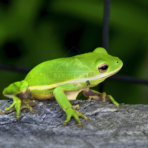 Frog Green Tree