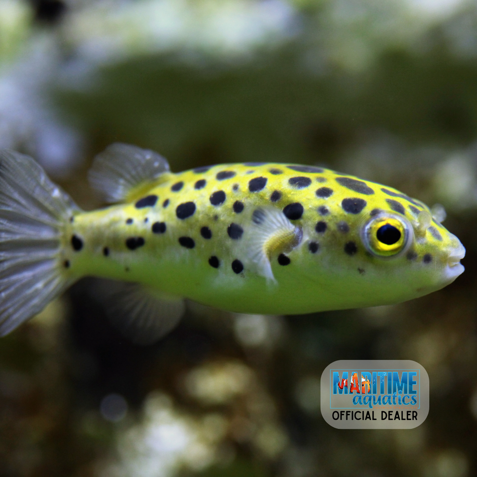 Puffer Spotted (Tetraodon nigroviridis)