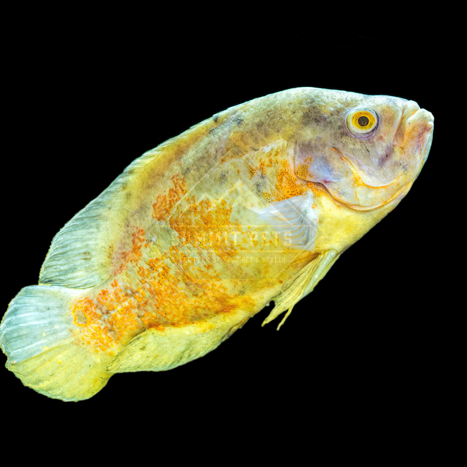 Oscar Lemon (Astronotus ocellatus)