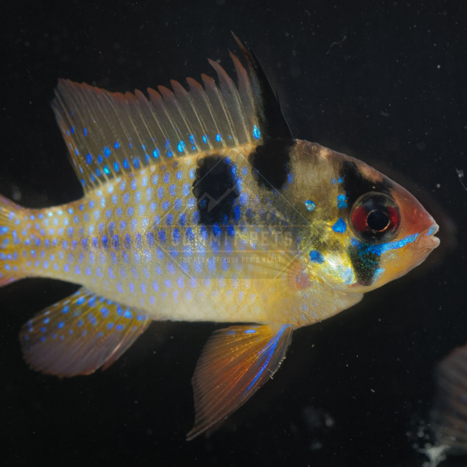 Ram Dwarf Cichlid (Mikrogeophagus ramirezi)